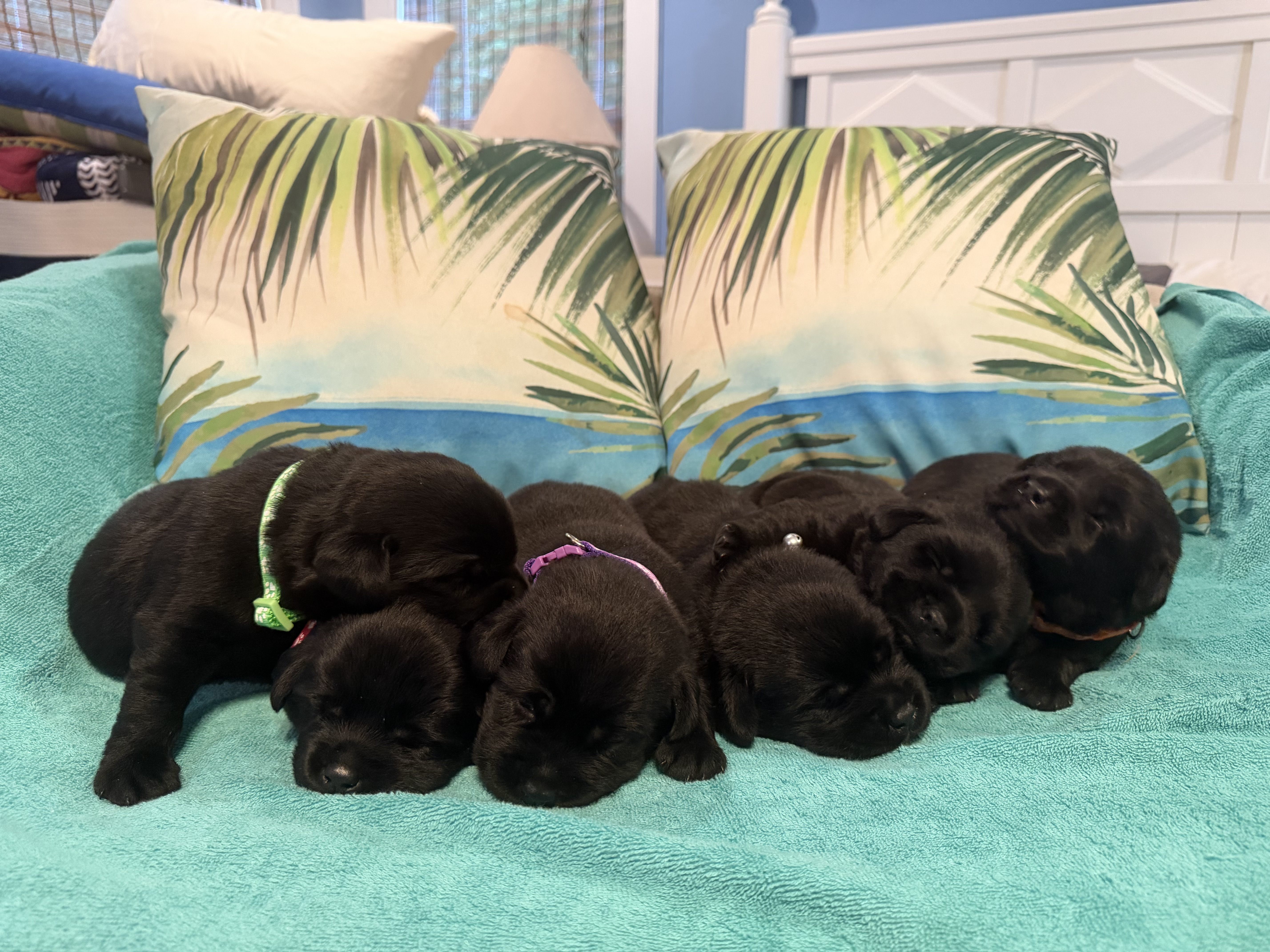 Joker x Kaya 2026 puppy